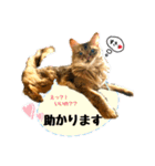 ちゃちゃ＆レンの日常で使える猫スタンプ（個別スタンプ：5）