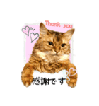 ちゃちゃ＆レンの日常で使える猫スタンプ（個別スタンプ：6）