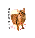 ちゃちゃ＆レンの日常で使える猫スタンプ（個別スタンプ：7）