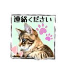 ちゃちゃ＆レンの日常で使える猫スタンプ（個別スタンプ：8）