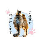 ちゃちゃ＆レンの日常で使える猫スタンプ（個別スタンプ：10）
