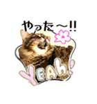 ちゃちゃ＆レンの日常で使える猫スタンプ（個別スタンプ：11）