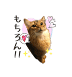 ちゃちゃ＆レンの日常で使える猫スタンプ（個別スタンプ：12）
