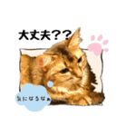 ちゃちゃ＆レンの日常で使える猫スタンプ（個別スタンプ：13）