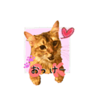 ちゃちゃ＆レンの日常で使える猫スタンプ（個別スタンプ：16）