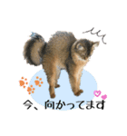 ちゃちゃ＆レンの日常で使える猫スタンプ（個別スタンプ：18）