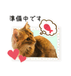 ちゃちゃ＆レンの日常で使える猫スタンプ（個別スタンプ：20）