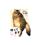 ちゃちゃ＆レンの日常で使える猫スタンプ（個別スタンプ：22）