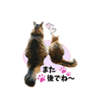 ちゃちゃ＆レンの日常で使える猫スタンプ（個別スタンプ：23）