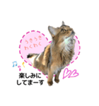 ちゃちゃ＆レンの日常で使える猫スタンプ（個別スタンプ：24）