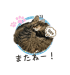 ちゃちゃ＆レンの日常で使える猫スタンプ（個別スタンプ：25）