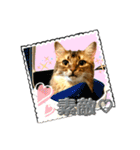 ちゃちゃ＆レンの日常で使える猫スタンプ（個別スタンプ：26）