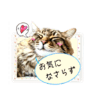 ちゃちゃ＆レンの日常で使える猫スタンプ（個別スタンプ：28）