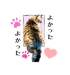 ちゃちゃ＆レンの日常で使える猫スタンプ（個別スタンプ：29）