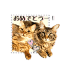 ちゃちゃ＆レンの日常で使える猫スタンプ（個別スタンプ：30）