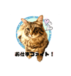 ちゃちゃ＆レンの日常で使える猫スタンプ（個別スタンプ：31）