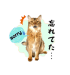 ちゃちゃ＆レンの日常で使える猫スタンプ（個別スタンプ：33）