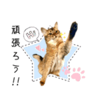 ちゃちゃ＆レンの日常で使える猫スタンプ（個別スタンプ：34）