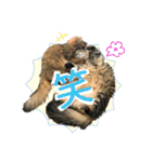 ちゃちゃ＆レンの日常で使える猫スタンプ（個別スタンプ：35）