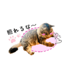 ちゃちゃ＆レンの日常で使える猫スタンプ（個別スタンプ：36）