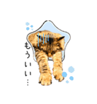ちゃちゃ＆レンの日常で使える猫スタンプ（個別スタンプ：37）