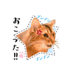 ちゃちゃ＆レンの日常で使える猫スタンプ（個別スタンプ：38）