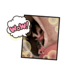 フクロモモンガももちゃん（個別スタンプ：4）