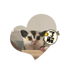 フクロモモンガももちゃん（個別スタンプ：6）