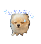 ポンスのスタンプ（個別スタンプ：1）