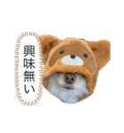 ポンスのスタンプ（個別スタンプ：4）