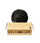 ラブラドールのごあいさつ。（個別スタンプ：9）