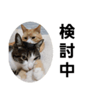 我が家の猫ちゃんs2（個別スタンプ：2）