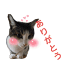 我が家の猫ちゃんs2（個別スタンプ：3）