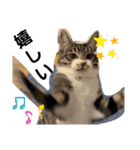 我が家の猫ちゃんs2（個別スタンプ：4）