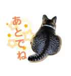 我が家の猫ちゃんs2（個別スタンプ：6）