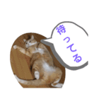 我が家の猫ちゃんs2（個別スタンプ：8）