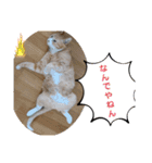 我が家の猫ちゃんs2（個別スタンプ：9）