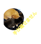 我が家の猫ちゃんs2（個別スタンプ：11）