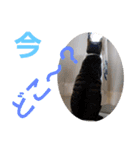 我が家の猫ちゃんs2（個別スタンプ：12）