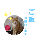 我が家の猫ちゃんs2（個別スタンプ：13）