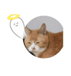 我が家の猫ちゃんs2（個別スタンプ：15）