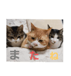 我が家の猫ちゃんs2（個別スタンプ：16）
