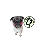 ちくわ(パグ)の日常第2段（個別スタンプ：6）
