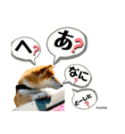 お出かけ大好き柴犬・小梅ちゃん(ᵔᴥᵔ)（個別スタンプ：25）