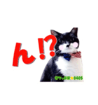 ちっぷ家★0405③（個別スタンプ：4）