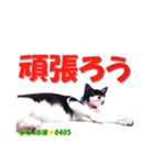 ちっぷ家★0405③（個別スタンプ：6）
