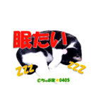 ちっぷ家★0405③（個別スタンプ：12）