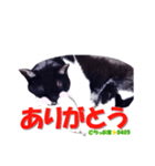 ちっぷ家★0405③（個別スタンプ：15）