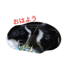 かわいいモルモットとハリネズミ達（個別スタンプ：1）