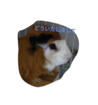 かわいいモルモットとハリネズミ達（個別スタンプ：4）